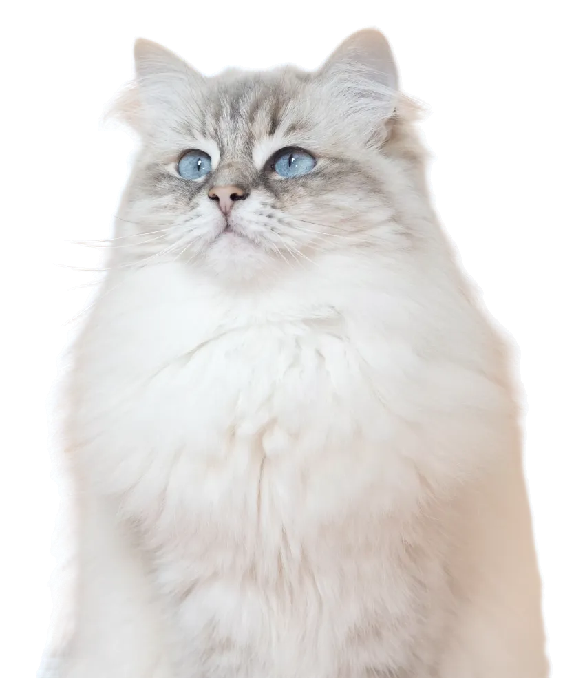 Chat ragdoll aux yeux bleus assis devant un fond pêche